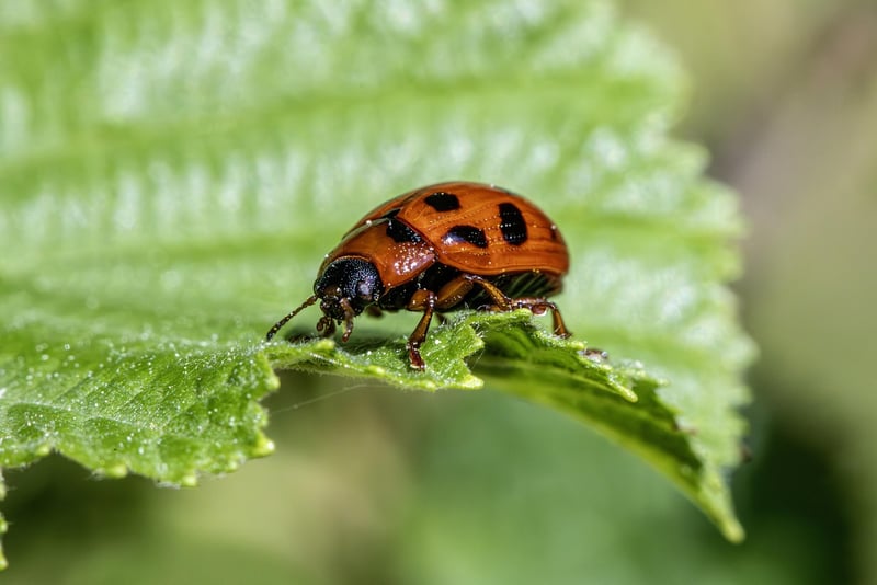Pest control