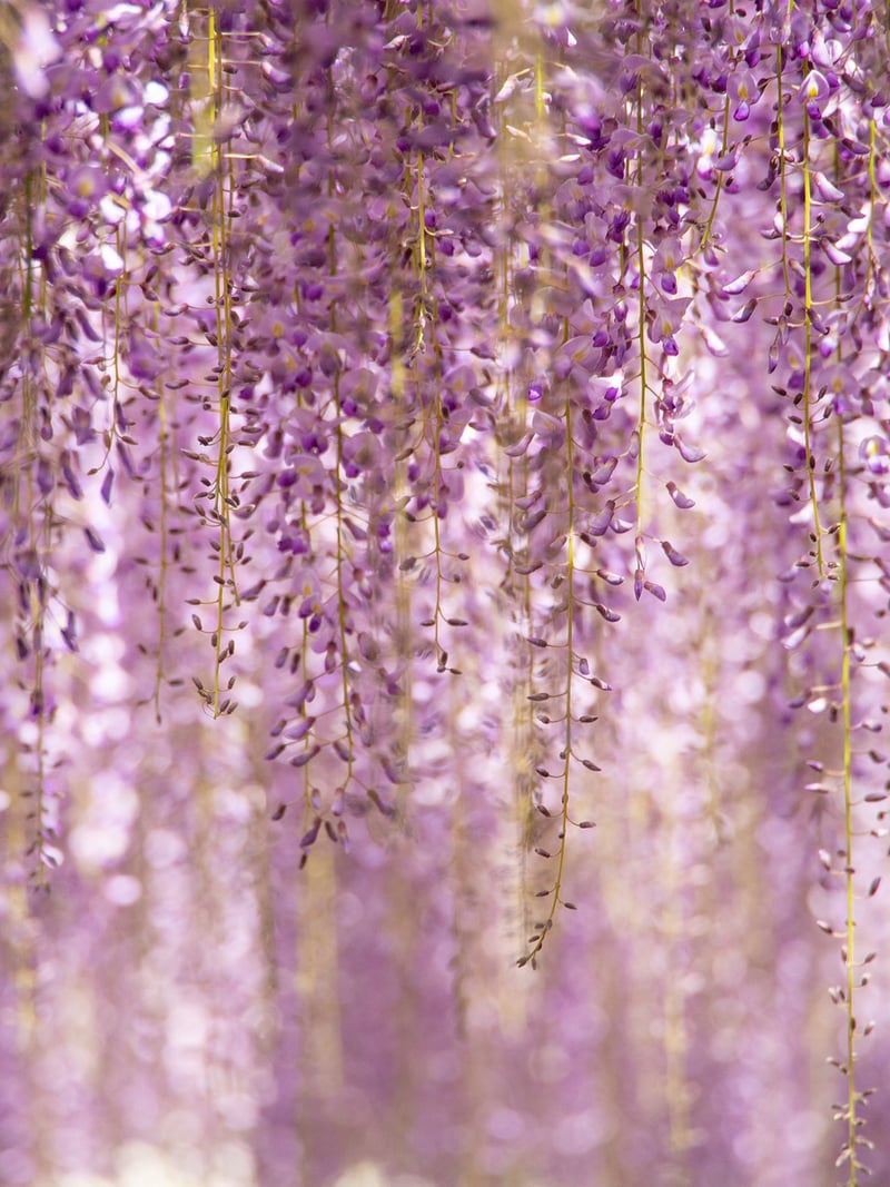 Vertical gardens