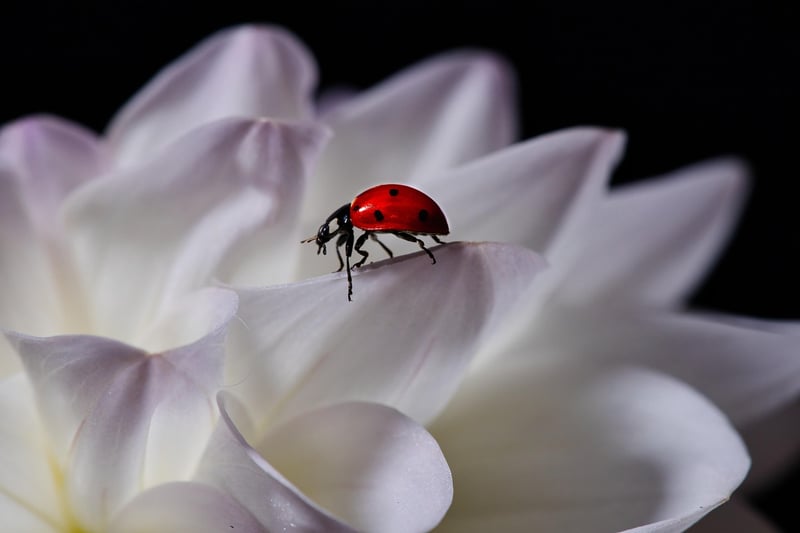 Ladybug